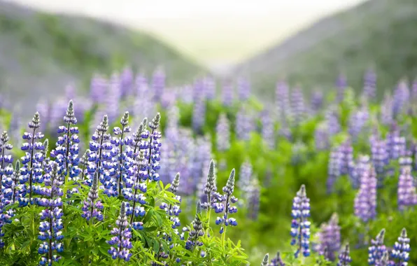 Summer, nature, Lupine World