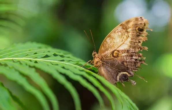Leaves, macro, background, pattern, butterfly, wings, insect, fern