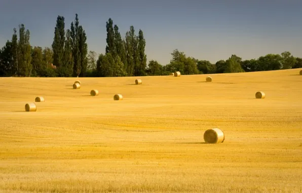 Field, summer, hay