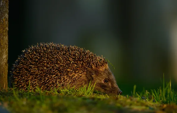 Grass, look, light, nature, background, muzzle, profile, hedgehog
