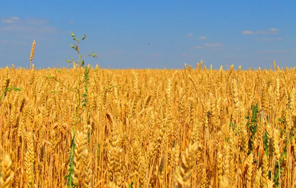 Field, the sky, clouds, grain, harvest, bread