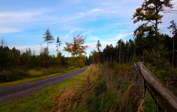 Picture autumn, trees, track, Autumn, path, fall