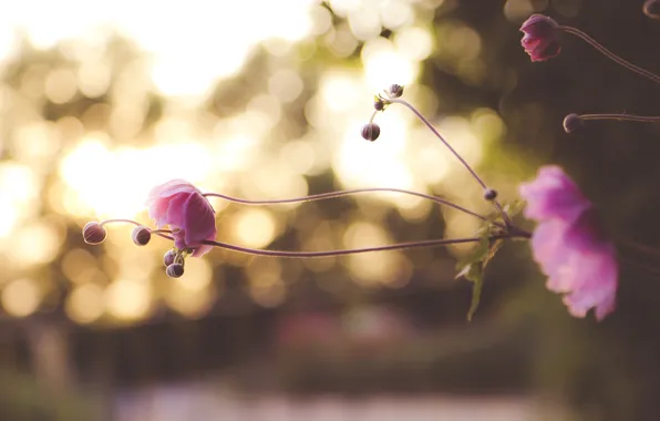 Flowers, petals, pink