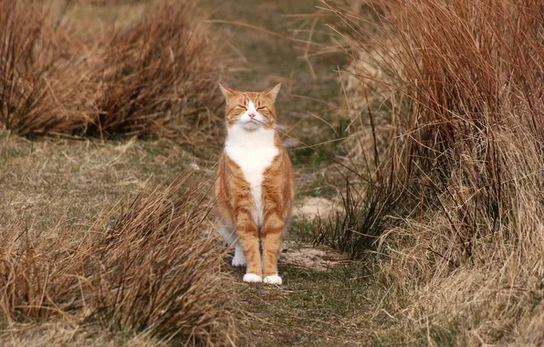 Picture field, cat, nature