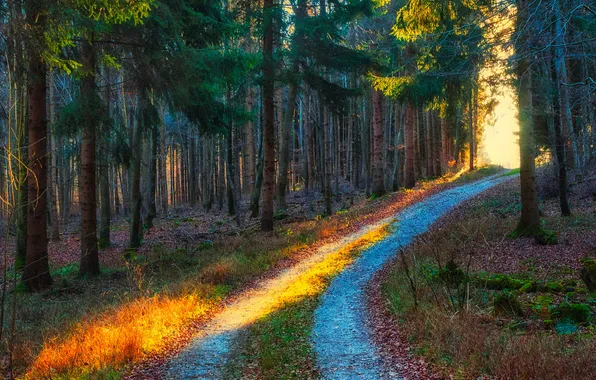Road, autumn, forest, light, trees