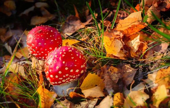 Autumn, forest, leaves, mushrooms
