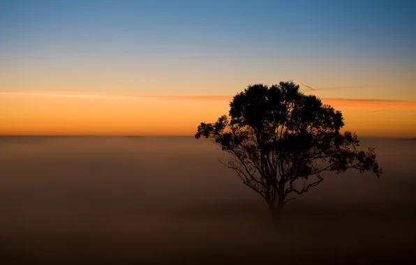 The sky, sunset, fog, tree, the evening