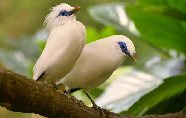 Bird, exotic, crest, the Bali Starling