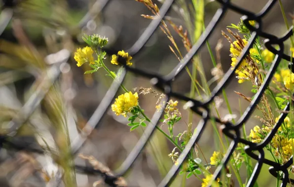 Summer, flowers, the fence, grille