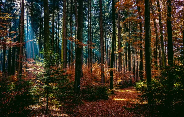 Autumn, forest, rays, light, trees, path