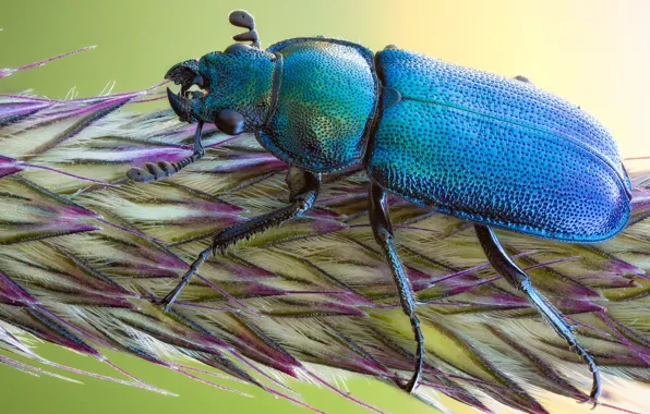 Macro, beetle, insect
