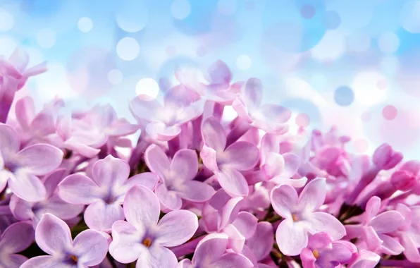Picture flowers, glare, background, blue, beautiful, purple, Pale red-violet flowers