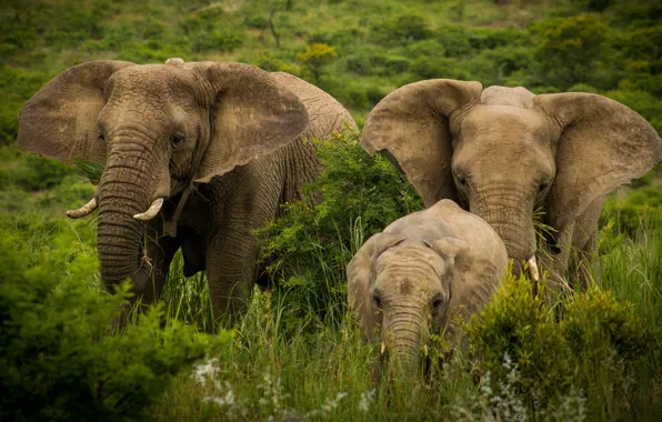 Greens, nature, elephant, three, walk, elephants, trio, family