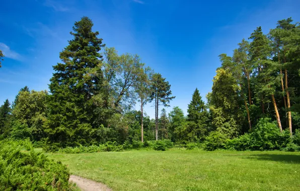 Greens, summer, the sky, grass, the sun, trees, Park, Ukraine