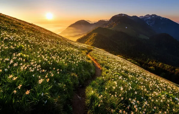 Picture light, flowers, mountains, morning