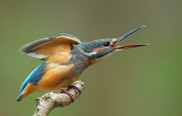 Picture birds, branch, Kingfisher, angler