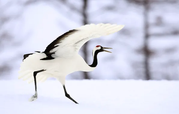 Japan, runs, crane