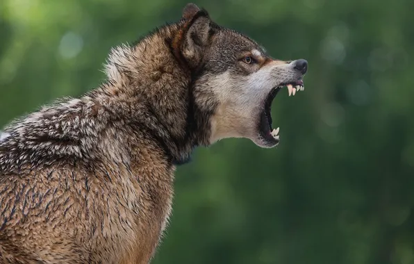 Nature, predator, animal, wolf, wildlife, portrait., Canis lupus. face • wolf • portrait • predator, …
