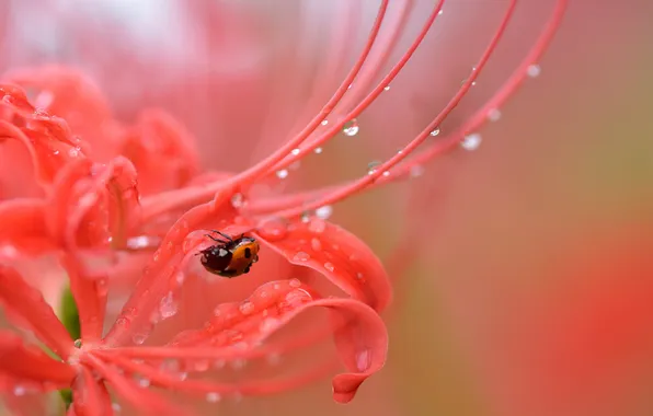 Flowers, nature, ladybug
