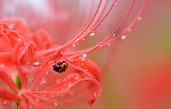 Picture flower, nature, ladybug
