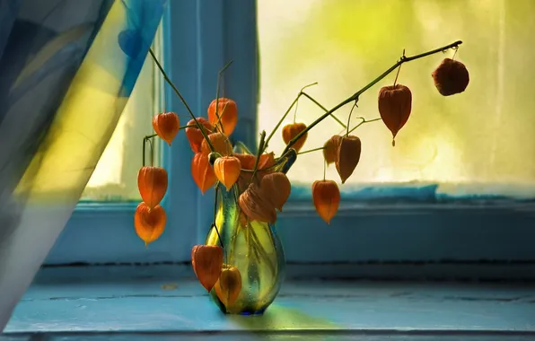 Flowers, background, window