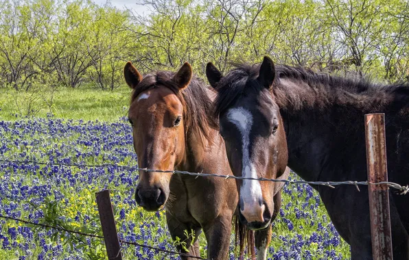 Picture flowers, the fence, horses
