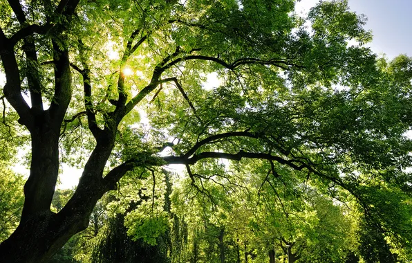 Forest, leaves, the sun, rays, light, trees, sun, light