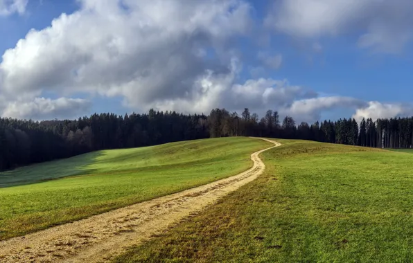 Road, field, forest, summer