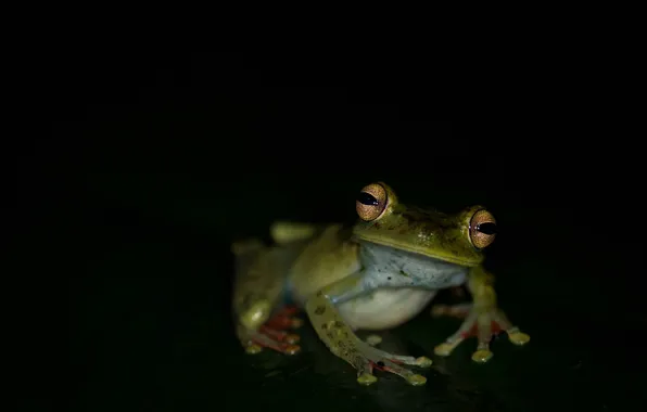 Picture nature, amphibian, tree frog