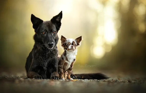 Picture a couple, bokeh, two dogs, Chihuahua