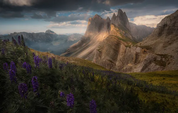 Flowers, mountains, rainbow, Alps