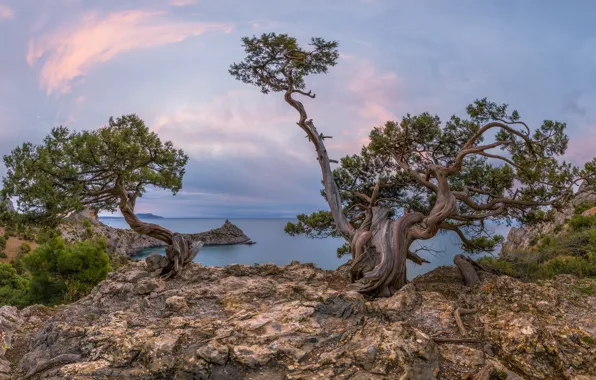 Sea, trees, landscape, nature, rocks, pine, Crimea, New Light