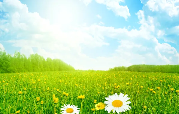 Field, summer, the sky, grass, the sun, clouds, flowers, chamomile