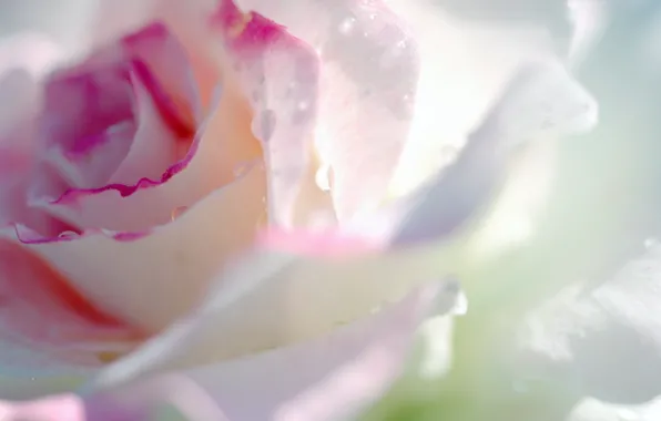 Picture drops, roses, gentle