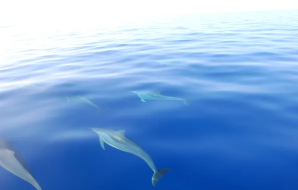 Wave, the ocean, dolphins