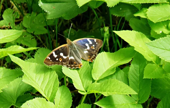 Insects, butterfly, June, Poplar overflow, leto2024