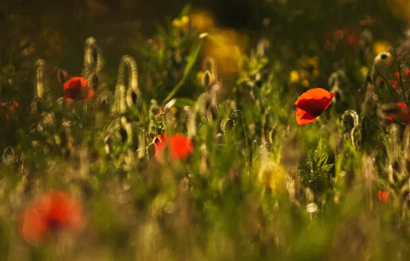 Greens, field, flower, summer, light, flowers, mood, glade