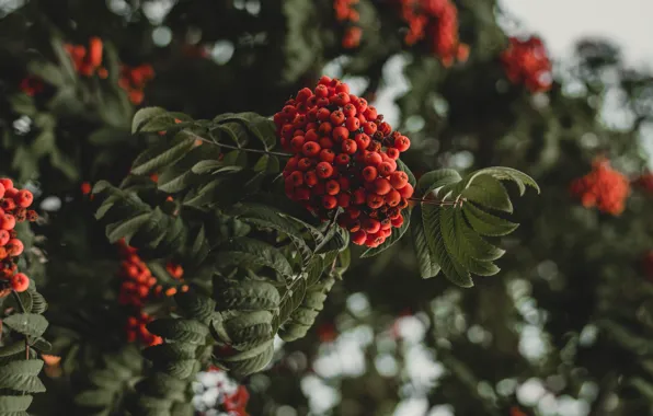 Picture autumn, leaves, trees, branches, red, berries, the dark background, background