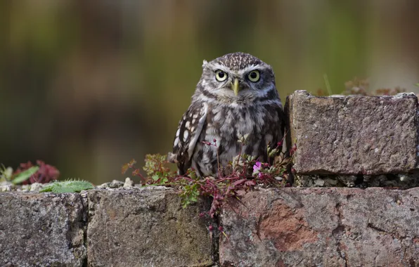 Picture look, background, owl, bird, brick, owl