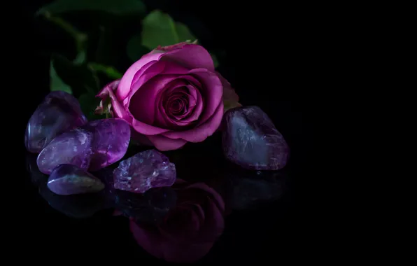 Flowers, background, roses