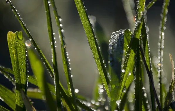 Picture GRASS, ROSA, WATER, DROPS, GREEN, GRASS