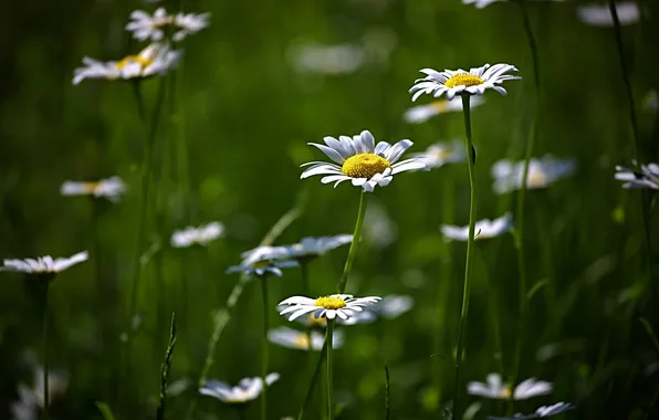 Greens, flowers, nature, glade, chamomile, flowering, flower