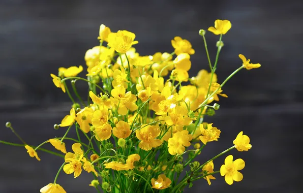Flowers, yellow, photo, buttercups