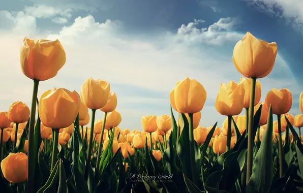Picture the sky, yellow, tulips