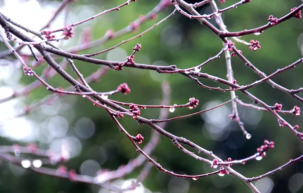 Picture drops, branches, rain, macro, blur, Nikon D40, drops on branches