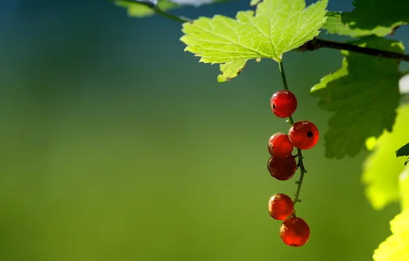 Summer, berries, currants