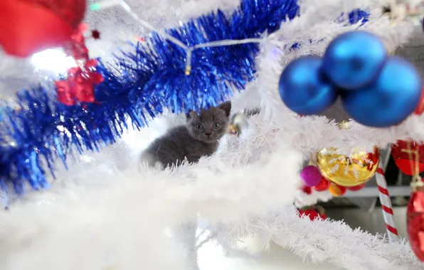 Cat, look, balls, decoration, kitty, grey, holiday, toys