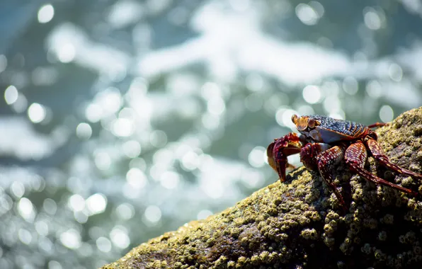Sea, water, light, glare, stones, background, shore, crab