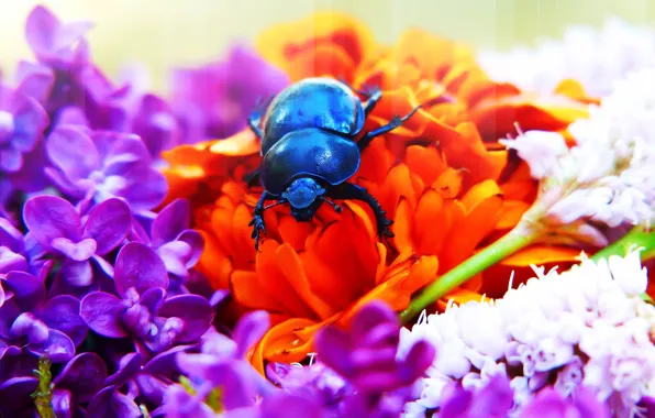Summer, macro, flowers, blue, background, black, bright, beetle