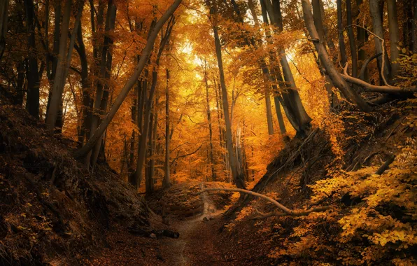 Autumn, forest, trees, Poland, path, Luke Sieku